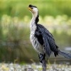 Kormoran cernobily - Microcarbo melanoleucos - Little Pied Cormorant o7570